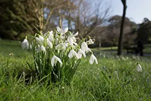 Cornwall: 80200723 Snowdrops Trenance, Cornwall, UK David