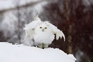 Claw: 80200724 Snowy Owl - in snow Scotland, UK Bubo scandiacus