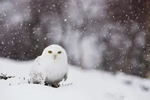 Claw: 80200725 Snowy Owl - in snow Scotland, UK Bubo scandiacus