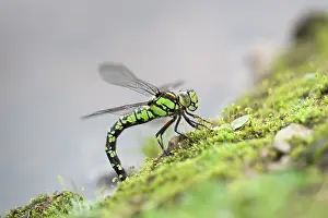 Hawker: 80200729 Southern Hawker Dragonfly - female Cornwall