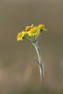 Stack: 80200730 Spatulate Fleawort Flower Isle of Man