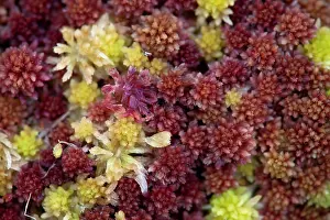 Chapman: 80200732 Sphagnum Moss Scotland, UK David Chapman