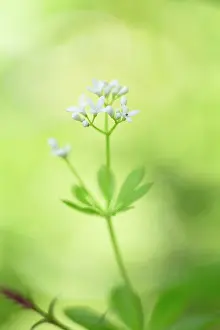 Galium: 80200734 Sweet Woodruff Flower Cornwall, UK Galium
