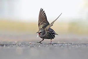 Chapman: 80200739 Starling Cornwall, UK David Chapman All