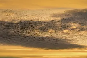 Starlings: 80200740 Starlings - flock at roost Somerset, UK
