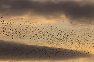 Claw: 80200741 Starlings - flock at roost Somerset, UK