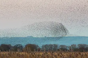 Claw: 80200742 Starlings - flock at roost Somerset, UK