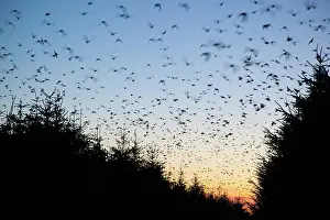 Starlings: 80200743 Starlings - flock at roost Davidstow