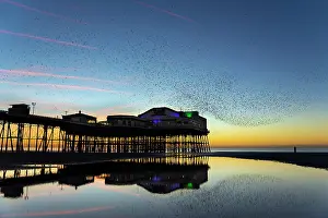 Claw: 80200744 Starlings - flock at roost North Pier