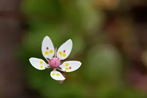 Cumbria: 80200745 Starry Saxifrage Flower Cumbria, UK Saxifraga