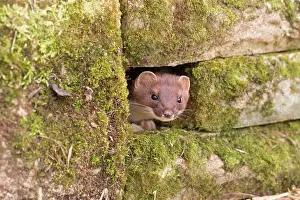 Stoat: 80200746 Stoat - peering out of wall Devon, UK