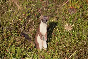 Erminea: 80200747 Stoat Yorkshire, UK Mustela erminea David