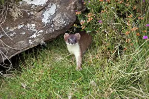 Erminea: 80200748 Stoat Yorkshire, UK Mustela erminea David