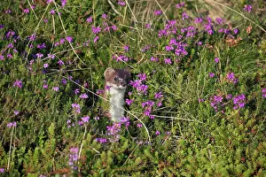 Stoat: 80200749 Stoat - in Heather Yorkshire, UK Mustela