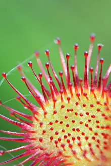 Sticky: 80200750 Round Leaved Sundew - close up Scotland