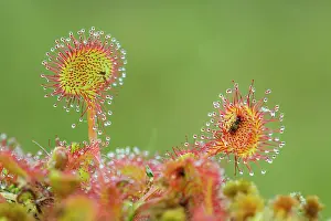 Trapped: 80200751 Round Leaved Sundew - with trapped insect