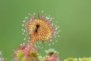 Trapped: 80200752 Round Leaved Sundew - with trapped insect