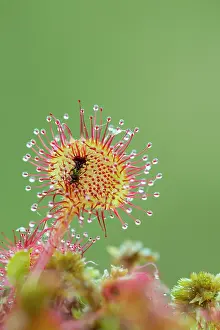 Trapped: 80200753 Round Leaved Sundew - with trapped insect