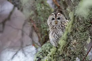 Claw: 80200755 Tawny Owl Scotland, UK Strix aluco David