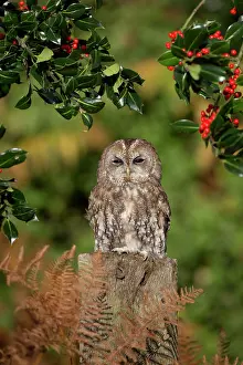 Claw: 80200756 Tawny Owl - with Holly Cornwall, UK Strix
