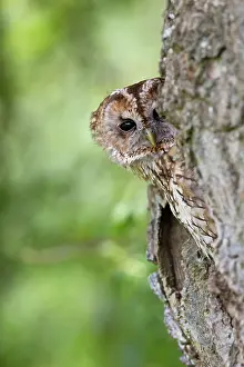 Claw: 80200757 Tawny Owl Wales, UK Strix aluco David Chapman