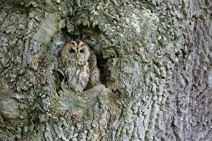 Claw: 80200758 Tawny Owl Wales, UK Strix aluco David Chapman