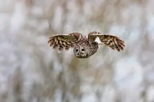 Claw: 80200759 Tawny Owl - in flight Scotland, UK Strix
