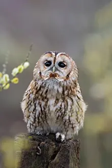 Claw: 80200760 Tawny Owl - portrait UK Strix aluco David