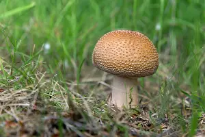 Cumbria: 80200761 The Blusher Mushroom Cumbria, UK Amanita