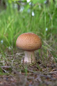 Cumbria: 80200762 The Blusher Mushroom Cumbria, UK Amanita
