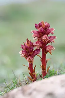 Thyme: 80200763 Thyme Broomrape Cornwall, UK Orobanche