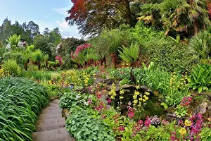 Cornish: 80200765 Trebah Garden - Spring Cornwall, UK David
