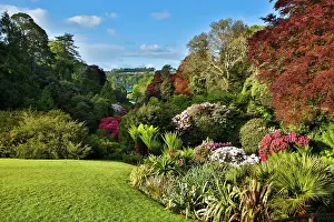 Cornish: 80200766 Trebah Garden - Spring Cornwall, UK David