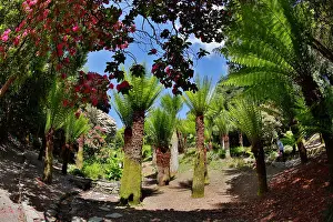 Cornish: 80200767 Trebah Garden - Spring Cornwall, UK David