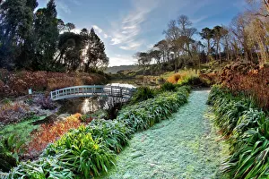 Cornish: 80200769 Trebah Garden - Winter Cornwall, UK David