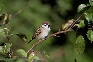 Claw: 80200773 Tree Sparrow Yorkshire, UK Passer montanus