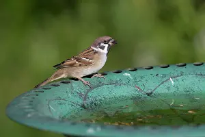 Claw: 80200774 Tree Sparrow - at bird bath Yorkshire
