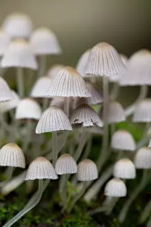 Toadstool: 80200775 Trooping Crumble Cap Fungus Cornwall, UK