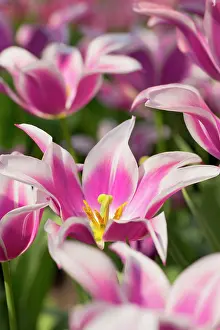 Chapman: 80200777 Tulip - variety Ballade UK David Chapman