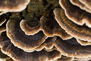 Trametes: 80200778 Turkey Tail Fungus Cornwall, UK Trametes