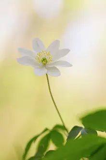 Grow: 80200781 Wood Anemone Flower Cornwall, UK Anemone
