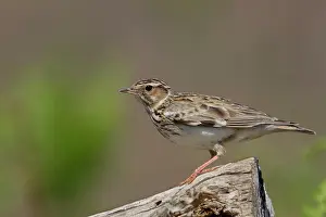 Claw: 80200783 Woodlark Suffolk, UK Lullula arborea David
