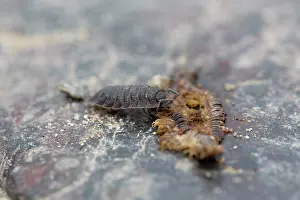 Woodlouse: 80200784 Woodlouse - feeding on dead Millipede Cornwall