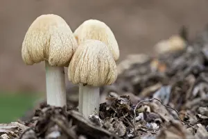 Toadstool: 80200785 Wrinkled Fieldcap Mushroom - Autumn Cornwall
