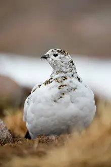 Claw: 80200787 Ptarmigan - Spring Scotland, UK Lagopus