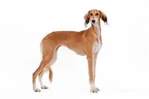 Greyhound: 80200788 Dog - Saluki / Persian Greyhound Jean-Michel