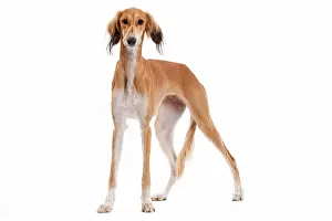 Greyhound: 80200789 Dog - Saluki / Persian Greyhound Jean-Michel