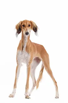 Greyhound: 80200790 Dog - Saluki / Persian Greyhound Jean-Michel