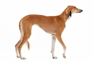 Greyhound: 80200791 Dog - Saluki / Persian Greyhound Jean-Michel