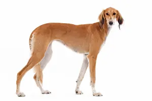 Greyhound: 80200792 Dog - Saluki / Persian Greyhound Jean-Michel